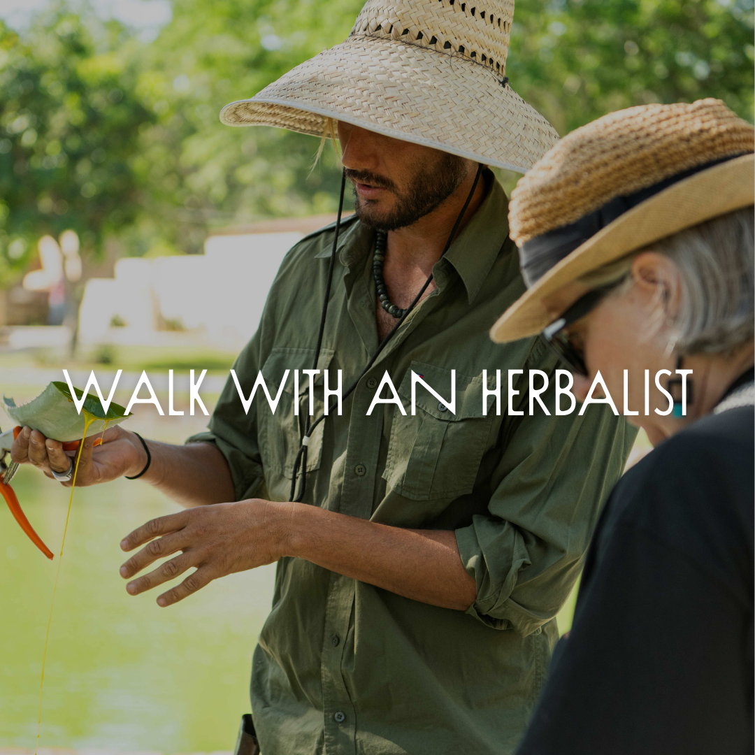 WALK WITH AN HERBALIST.png